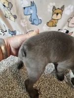 Braxton , a male Boston Terrier for sale in Moro, IL – 8 of 10
