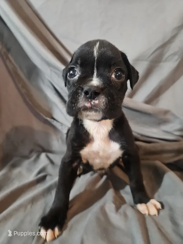Bailey  – Boxer puppy for sale in Moro, IL
