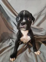 Bailey , a female Boxer for sale in Moro, IL – 1 of 8