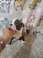 Braxton , a male Boston Terrier for sale in Moro, IL – 5 of 10