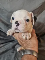 Hutson, a male Frenchton for sale in Moro, IL – 4 of 10