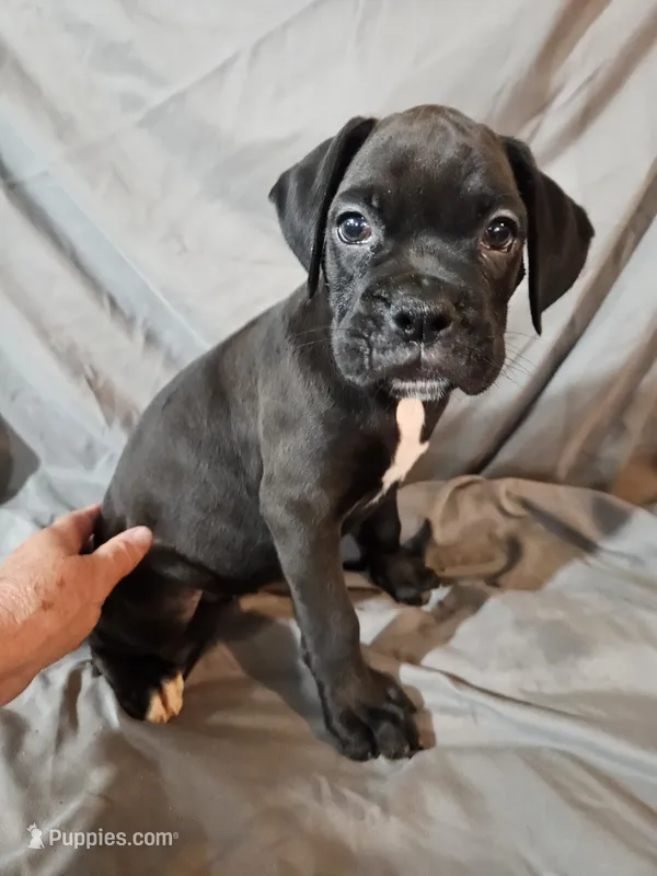 Gemma  – Boxer puppy for sale in Moro, IL