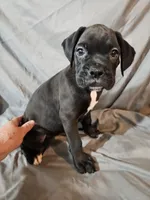 Gemma , a female Boxer for sale in Moro, IL – 1 of 8