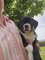 Chaz, a male Boxer for sale in Moro, IL – 5 of 8