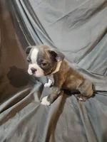 Hutson, a male Boston Terrier for sale in Moro, IL – 1 of 6