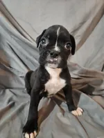 Bailey , a female Boxer for sale in Moro, IL – 3 of 8