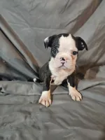 Jake, a male Frenchton for sale in Moro, IL – 5 of 8
