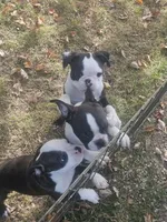 Hutson, a male Frenchton for sale in Moro, IL – 10 of 10