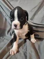 Sully, a male Boxer for sale in Moro, IL – 2 of 7