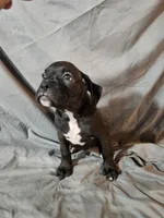 Bailey , a female Boxer for sale in Moro, IL – 1 of 8