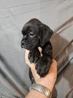 Gemma , a female Boxer for sale in Moro, IL – 8 of 8