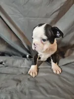 Jake, a male Frenchton for sale in Moro, IL – 2 of 8