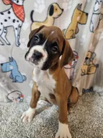Nobel, a female Boxer for sale in Moro, IL – 4 of 10