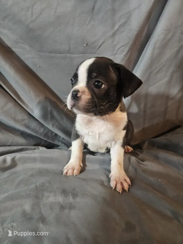 Hutson – Frenchton puppy for sale in Moro, IL
