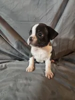 Hutson, a male Frenchton for sale in Moro, IL – 4 of 10