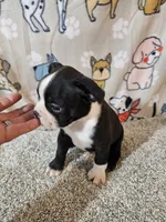 Oliver, a male Boston Terrier for sale in Moro, IL – 6 of 10