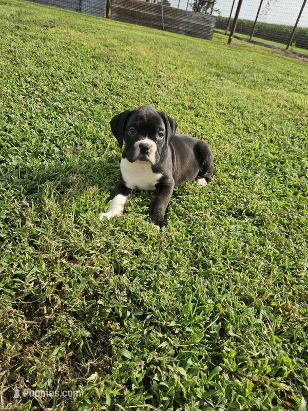 Chaz – Boxer puppy for sale in Moro, IL