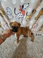 Scout, a male Boxer for sale in Moro, IL – 7 of 10