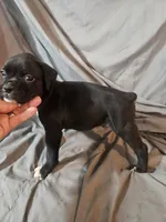 Baxter , a male Boxer for sale in Moro, IL – 5 of 6
