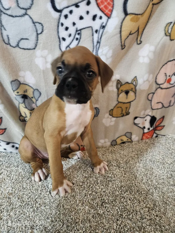 Scout – Boxer puppy for sale in Moro, IL