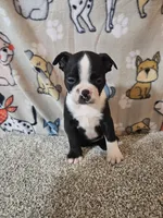 Oliver, a male Boston Terrier for sale in Moro, IL – 9 of 10