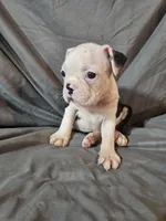 Hutson, a male Frenchton for sale in Moro, IL – 5 of 10