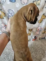 Star, a female Boxer for sale in Moro, IL – 8 of 10