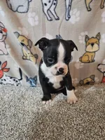 Oliver, a male Boston Terrier for sale in Moro, IL – 2 of 10