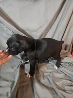 Toby, a male Boxer for sale in Moro, IL – 6 of 8