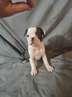 Libby , a female Frenchton for sale in Moro, IL – 4 of 10