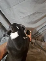 Hutson, a male Boxer for sale in Moro, IL – 9 of 10