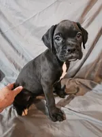 Gemma , a female Boxer for sale in Moro, IL – 3 of 8