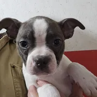 Willow blue, a female Boston Terrier for sale in Moro, IL – Photo 3 of 3