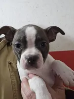 Willow blue, a female Boston Terrier for sale in Moro, IL – Photo 3 of 3