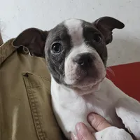 Willow blue, a female Boston Terrier for sale in Moro, IL – Photo 1 of 3