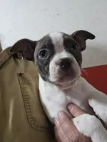 Willow blue, a female Boston Terrier for sale in Moro, IL – Photo 1 of 3
