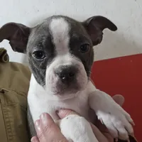Willow blue, a female Boston Terrier for sale in Moro, IL – Photo 2 of 3