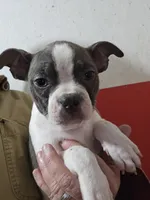 Willow blue, a female Boston Terrier for sale in Moro, IL – Photo 2 of 3