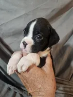 Sully, a male Boxer for sale in Moro, IL – 4 of 7