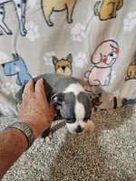 Braxton , a male Boston Terrier for sale in Moro, IL – 10 of 10