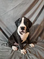 Hutson, a male Boxer for sale in Moro, IL – 5 of 10