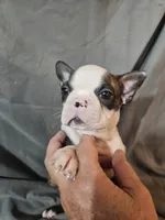 Winston , a male Frenchton for sale in Moro, IL – 2 of 6