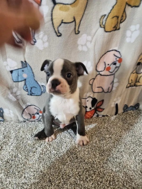 Braxton  – Boston Terrier puppy for sale in Moro, IL