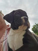 Chaz, a male Boxer for sale in Moro, IL – 7 of 8