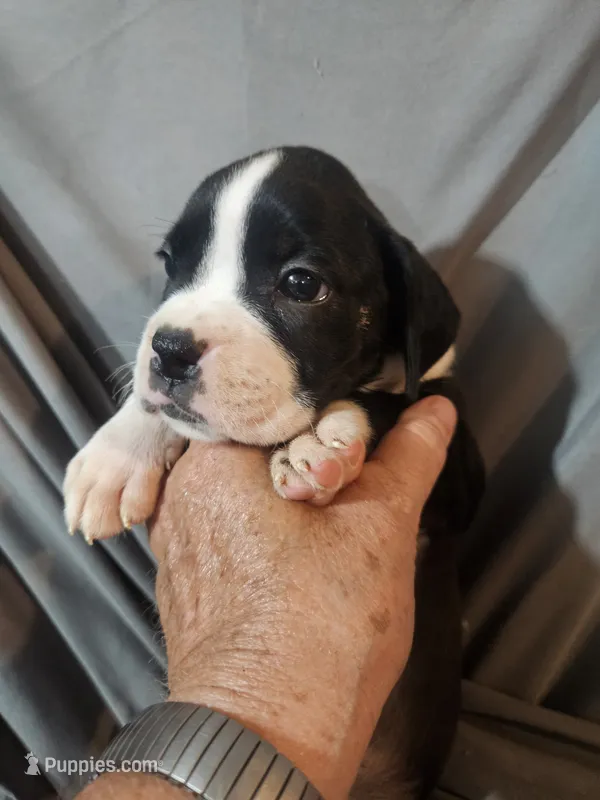Gemma  – Boxer puppy for sale in Moro, IL