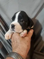 Gemma , a female Boxer for sale in Moro, IL – 1 of 8