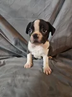 Toby, a male Frenchton for sale in Moro, IL – 3 of 8