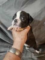 Toby, a male Frenchton for sale in Moro, IL – 6 of 8