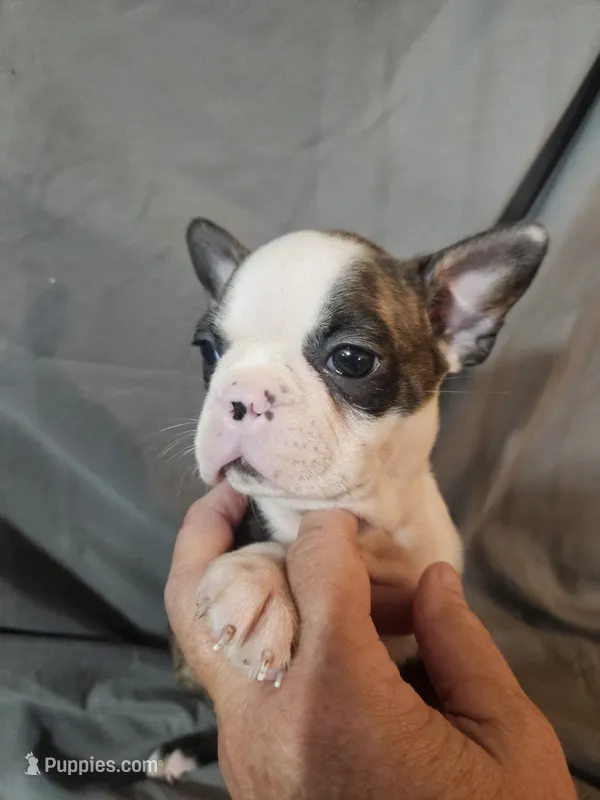 Winston , a male Frenchton for sale in Moro, IL – 1 of 6
