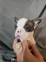 Winston , a male Frenchton for sale in Moro, IL – 1 of 6
